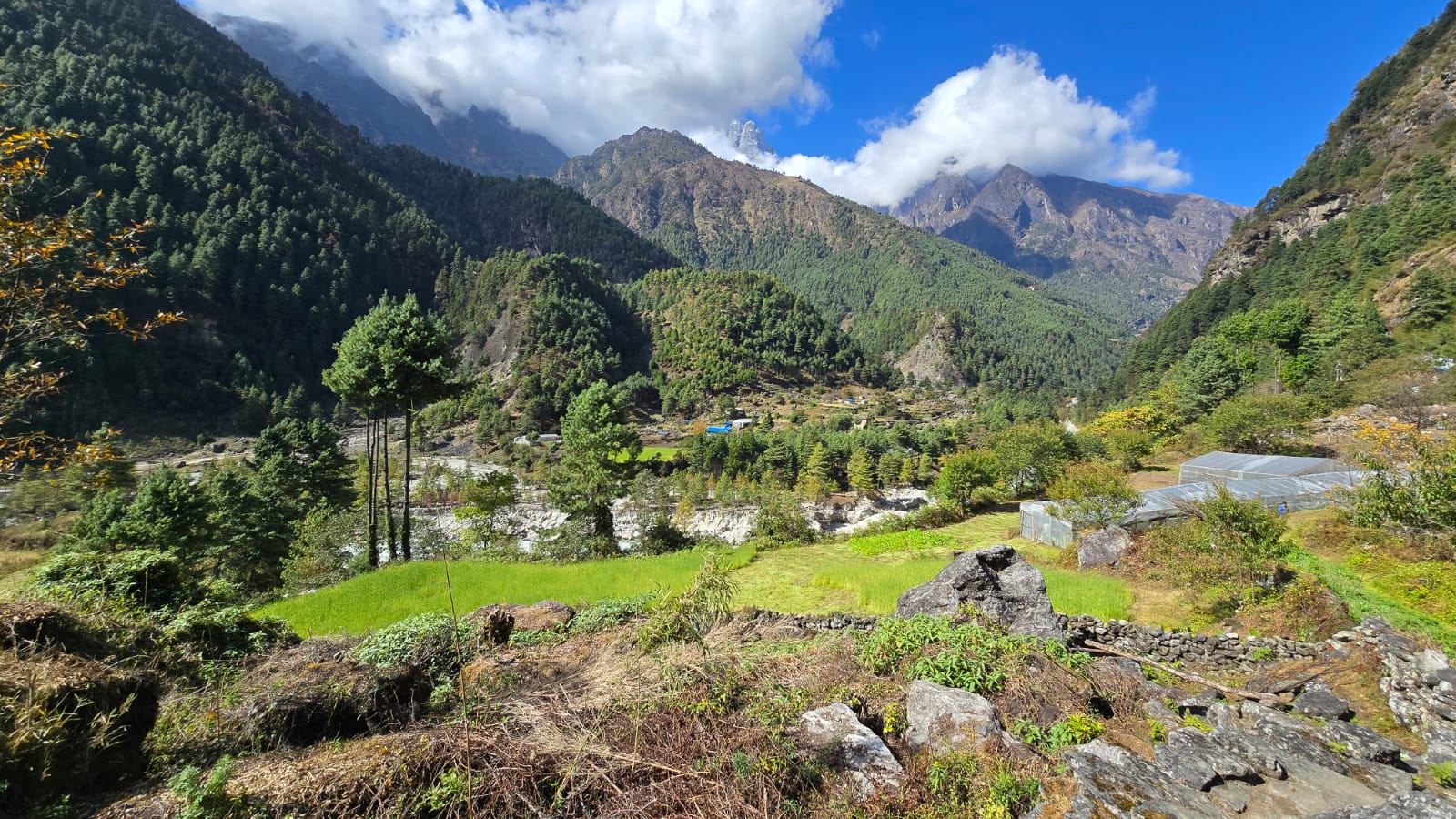 forest in Nepal