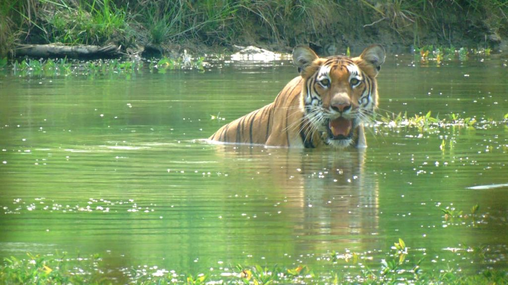 Chitwan National Park