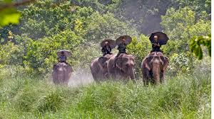 chitwan National Park