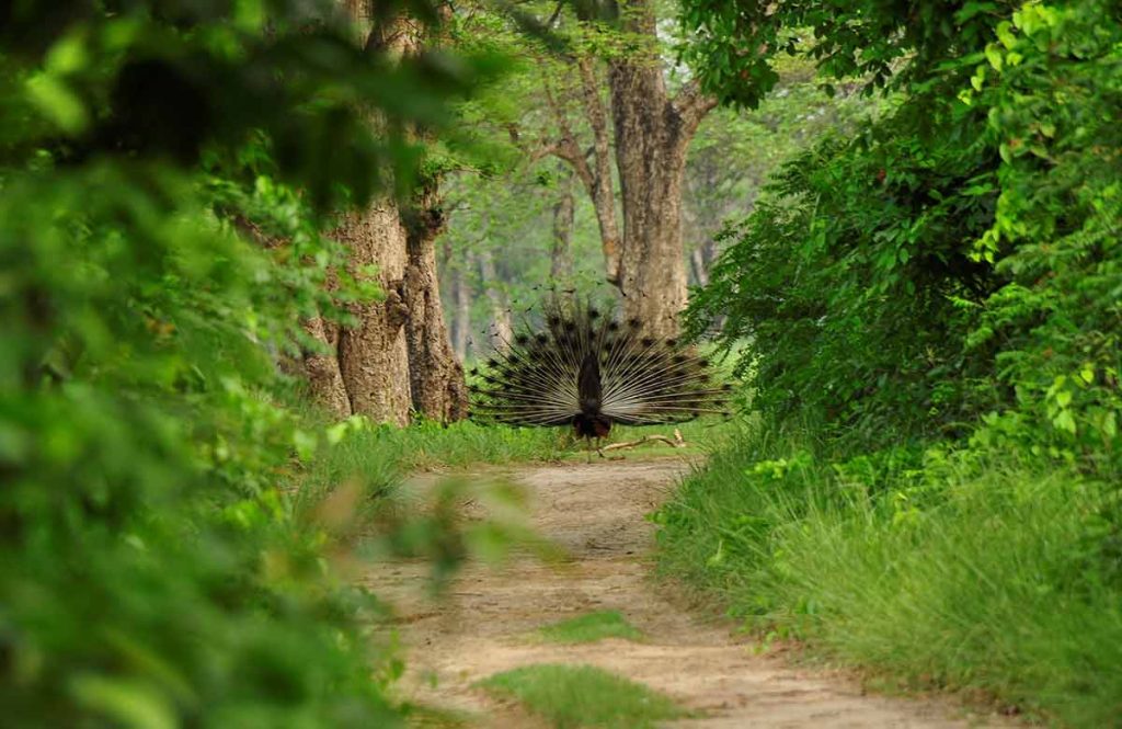Bardia National Park