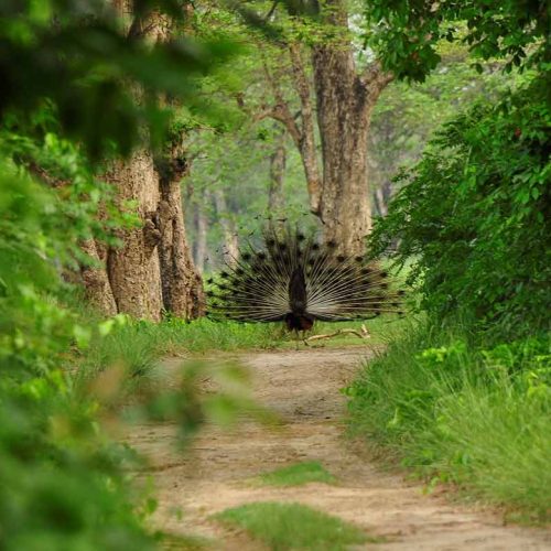 Bardia National Park