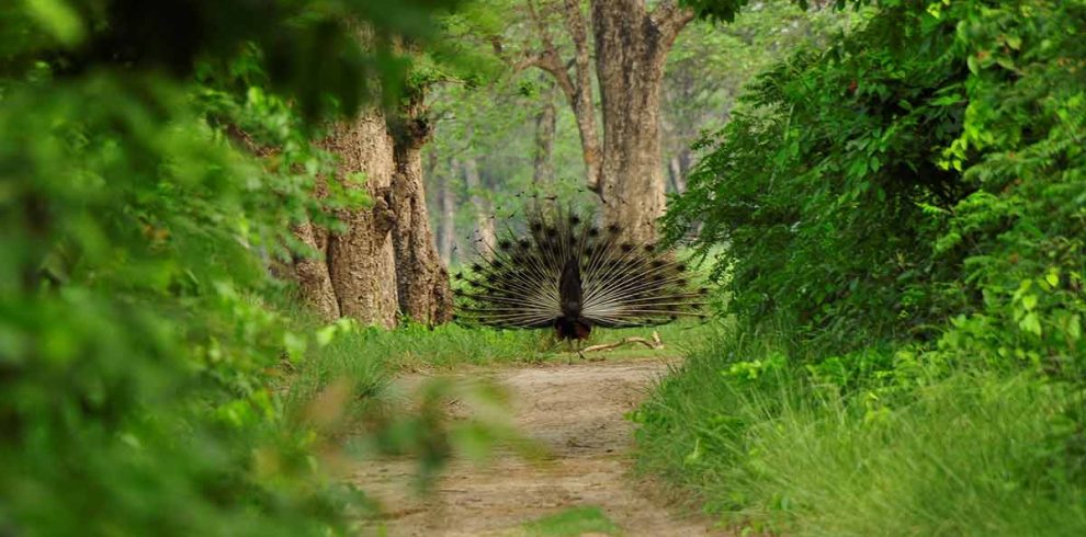 Bardia National Park