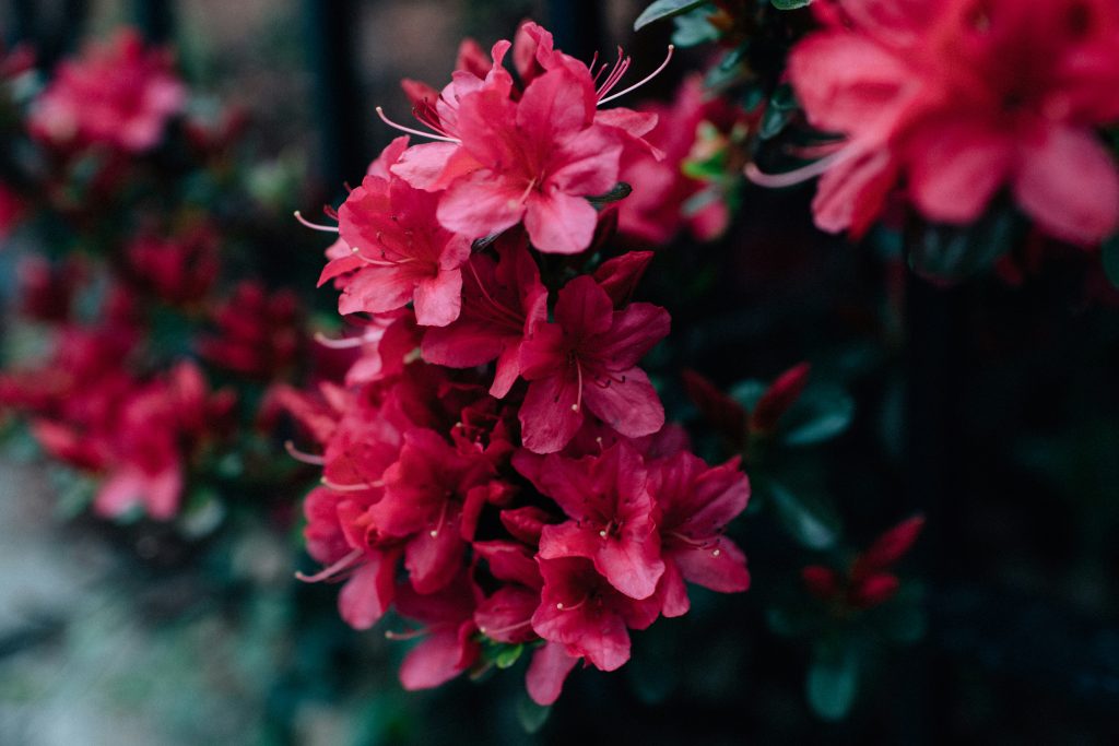 Rhododendron flowers